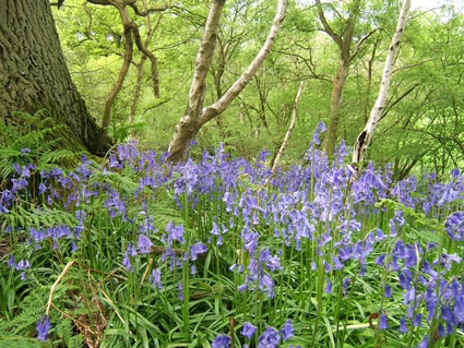 bluebells