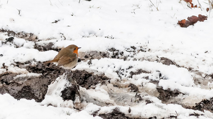 robin